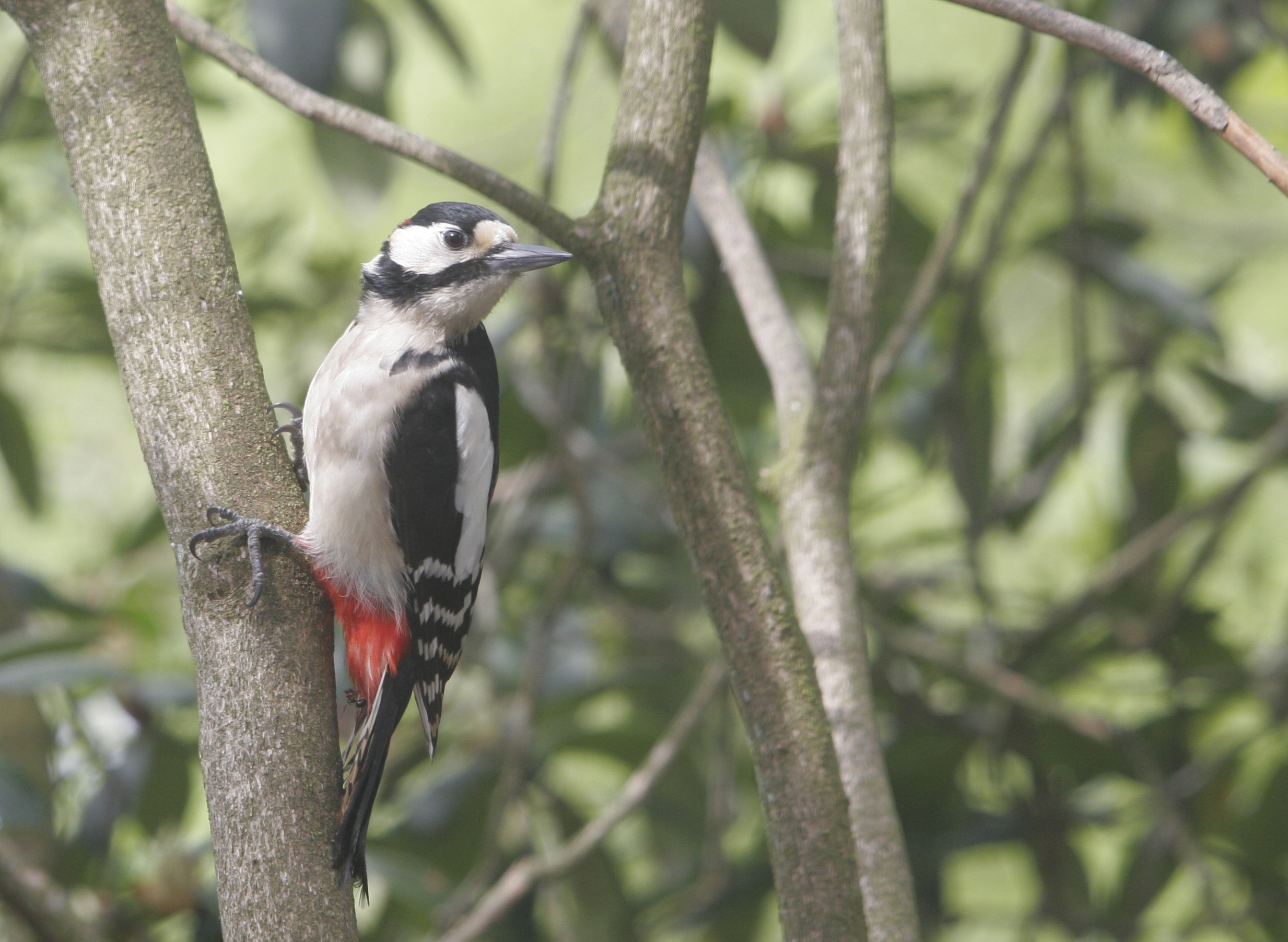 Natuur in de tuin