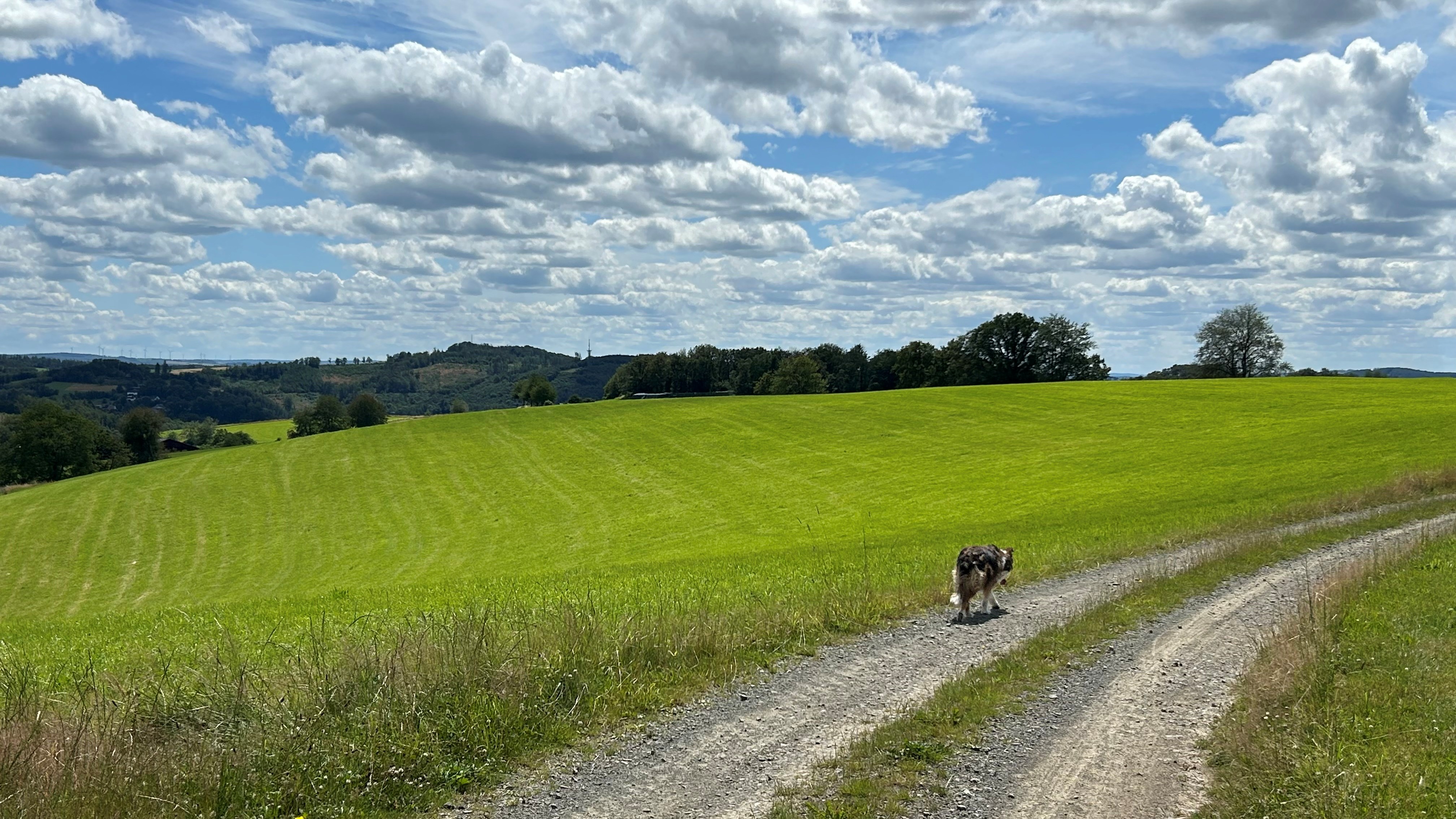 Hondenwandeling bos Morsbach