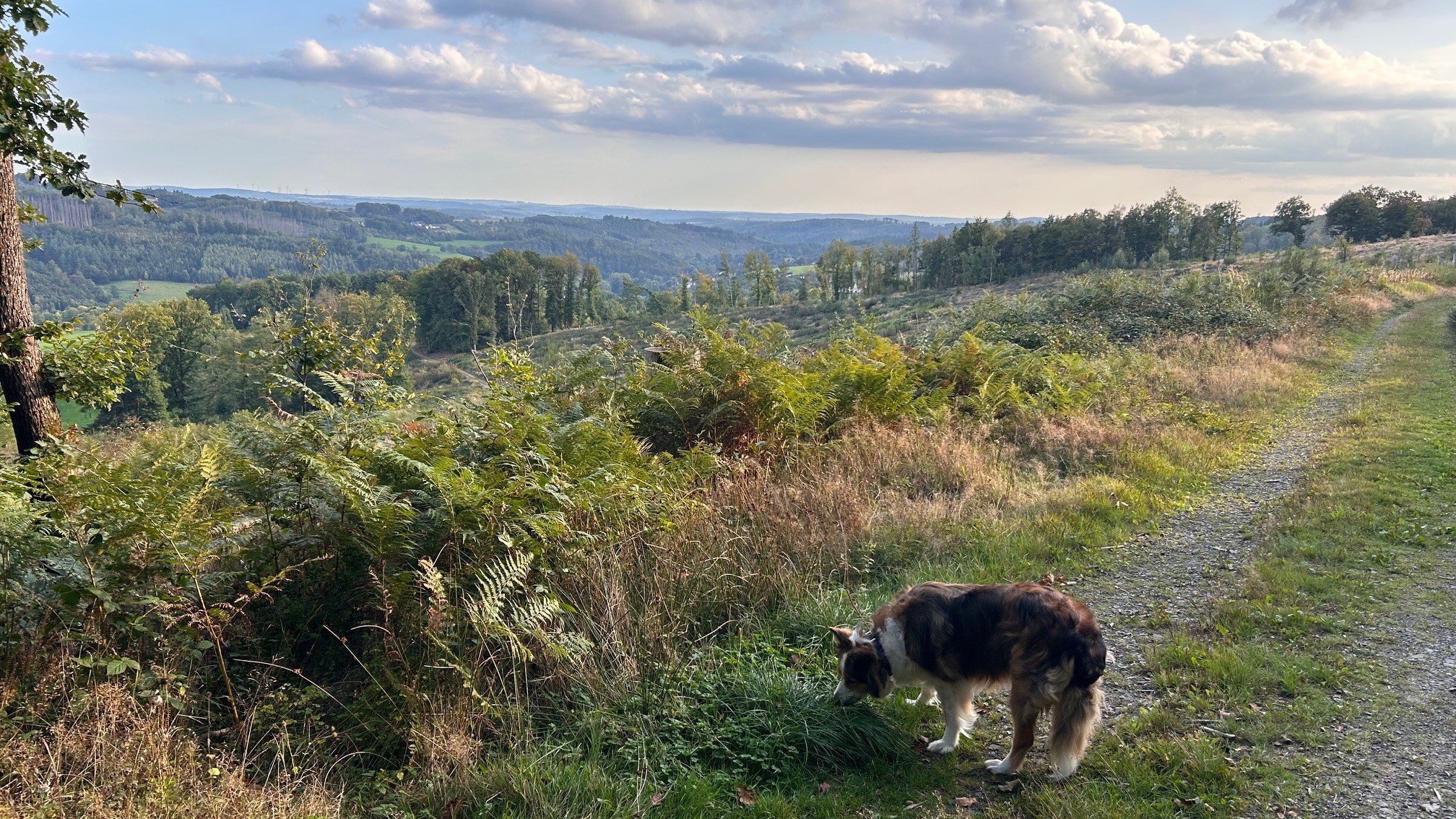 Wandelen naar Morsbach vanaf vakantieappartement, 10 minuten met de hond